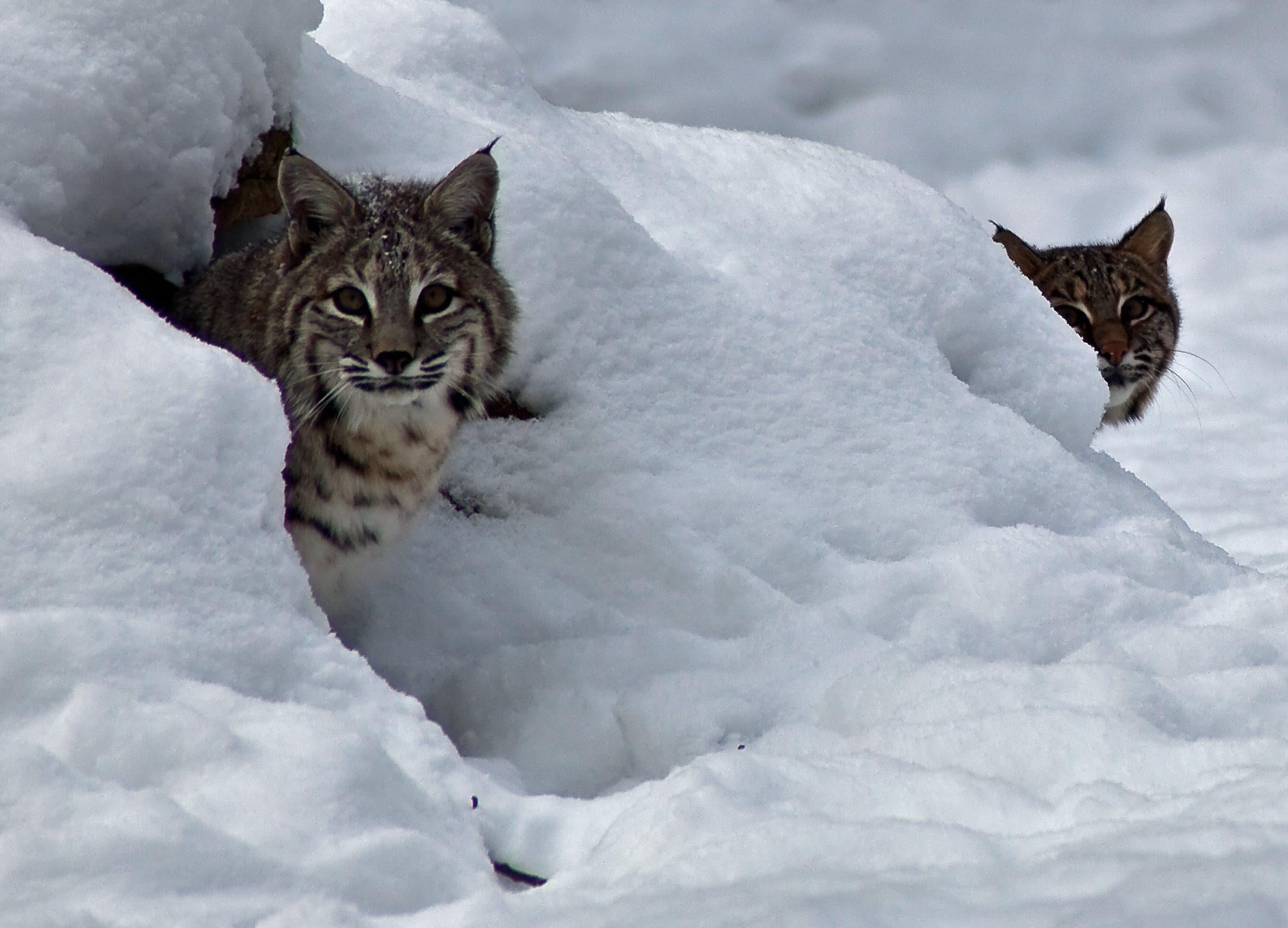 Two-bobcats-peeking-out-den-snow - West Virginia - ForestWander