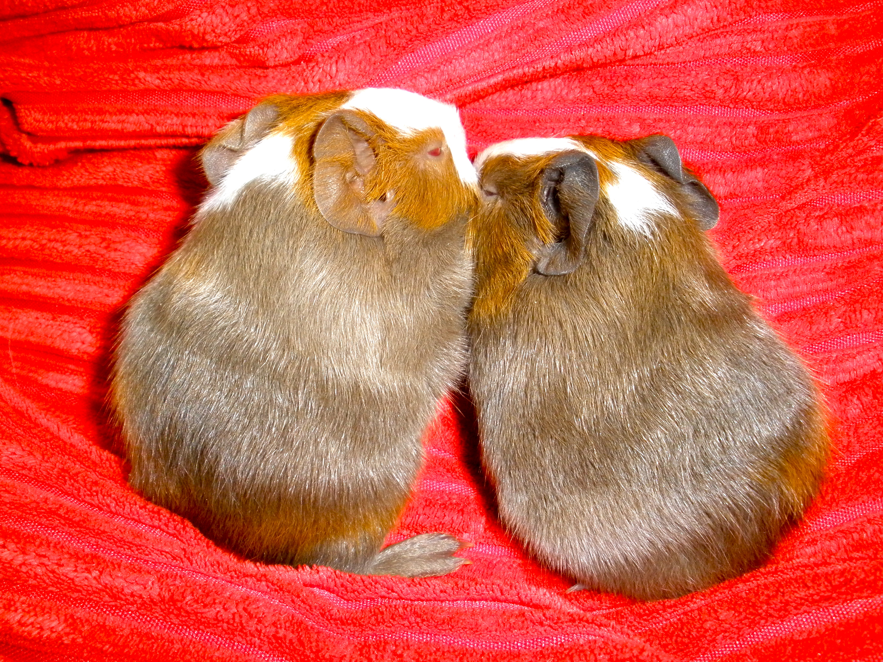 Two Guinea Pigs Snuggling