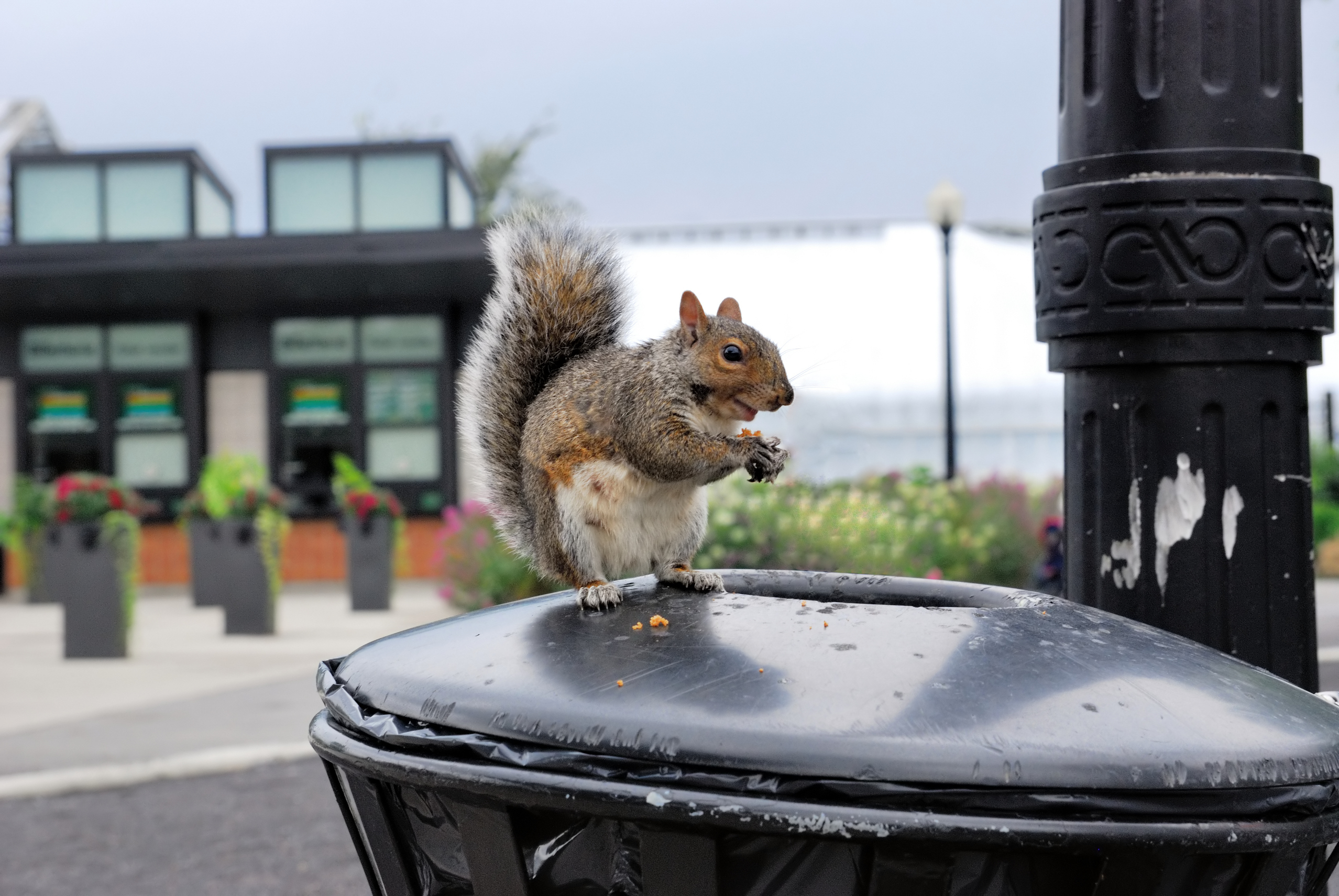 Urban wildlife - squirrel