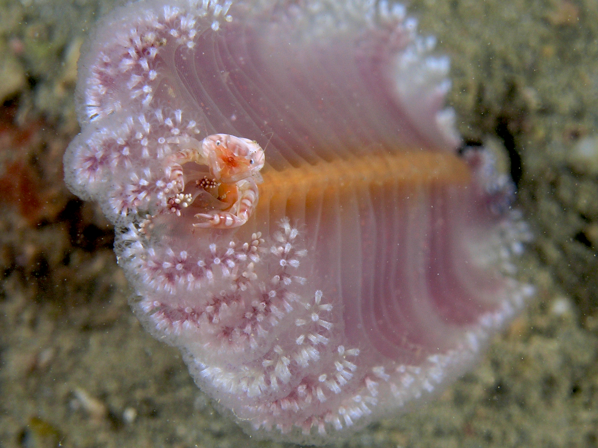 Virgularia sea pen with Porcellanella picta porcelain crab filter feeding on top