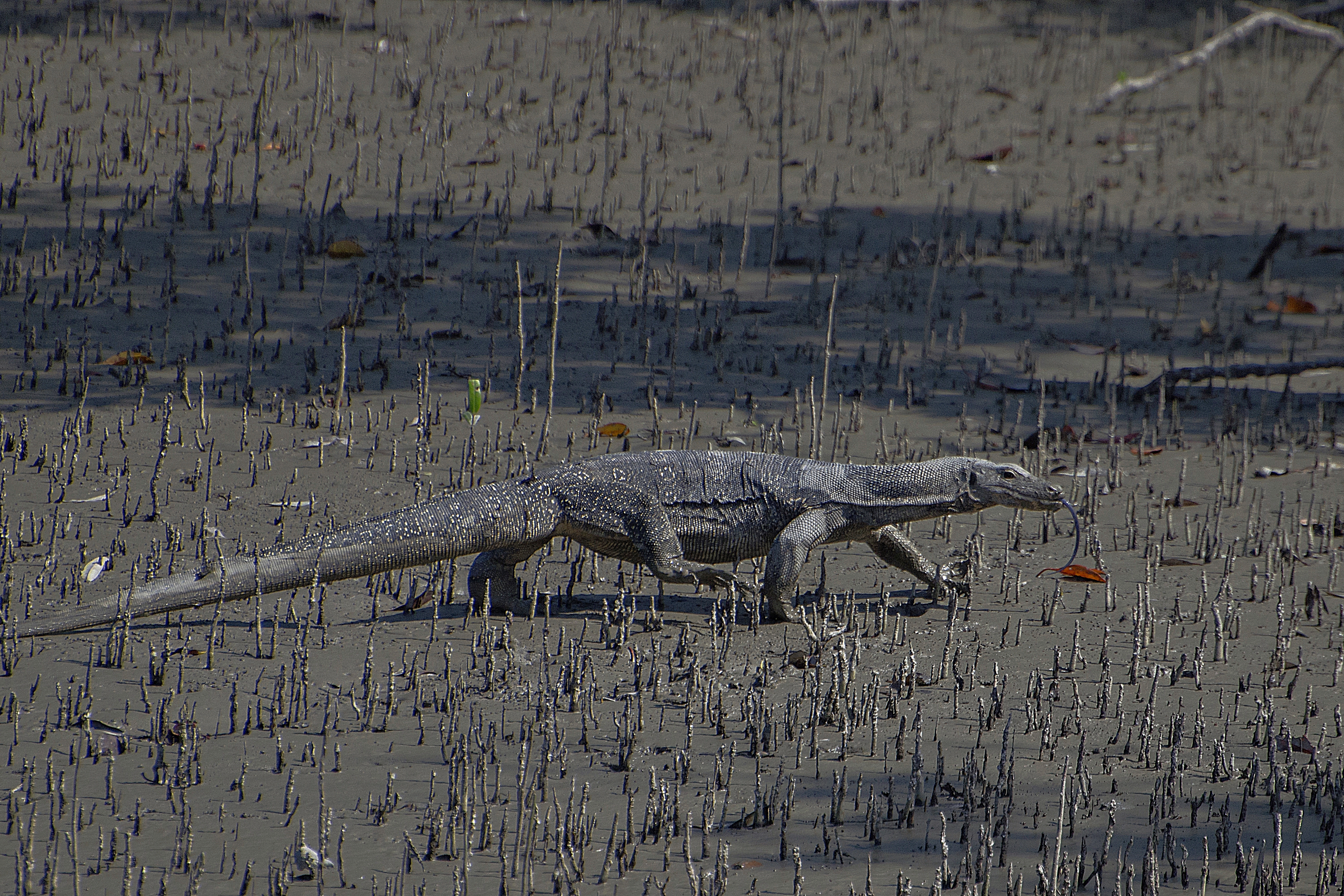 Water monitor lizard of sunerbans