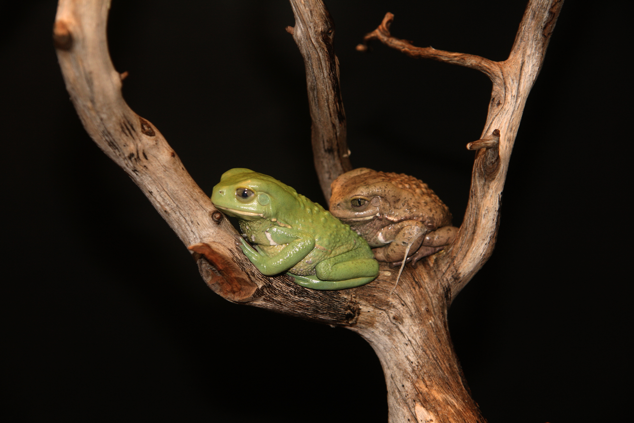 Waxy Monkey Tree Frogs Phyllomedusa sauvagii