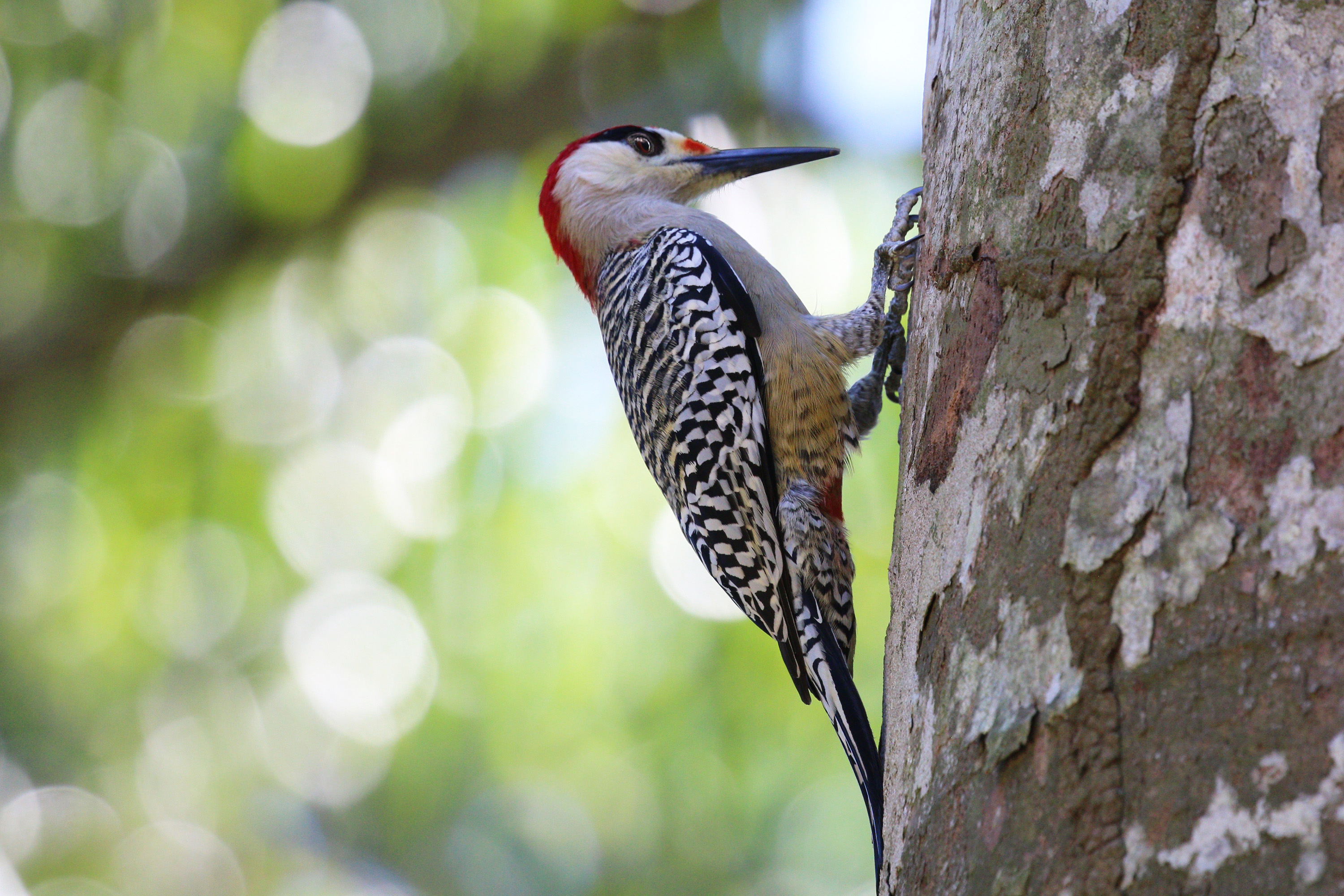 West Indian woodpecker (Melanerpes superciliaris superciliaris) male
