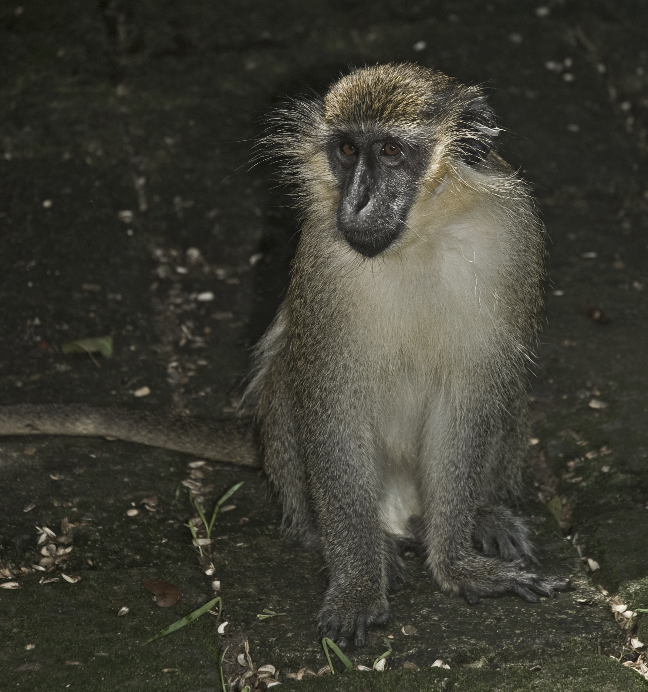 Wild monkey Barbados (6890539899)