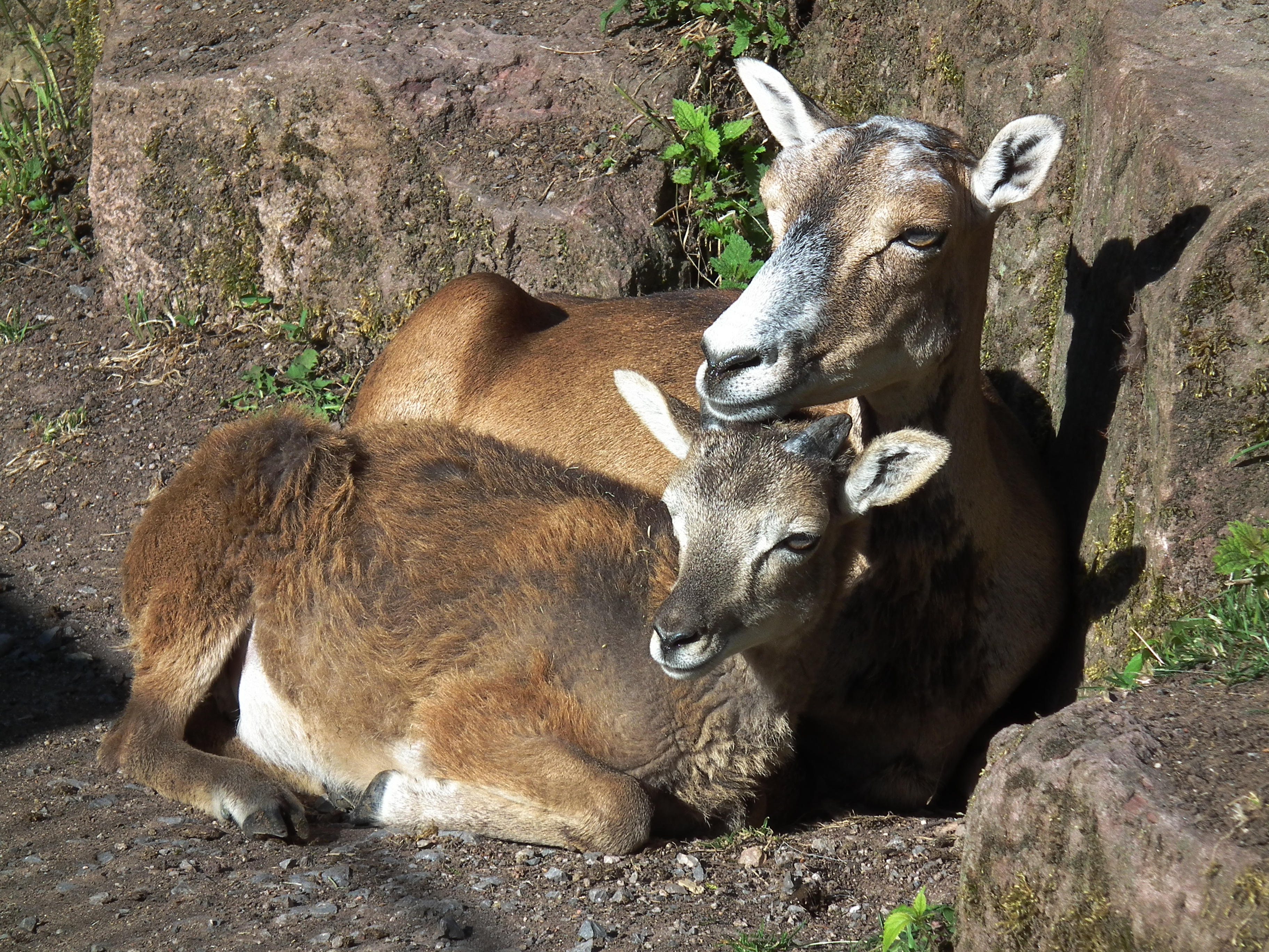Wildpark Pforzheim Muffel mit Jungtier