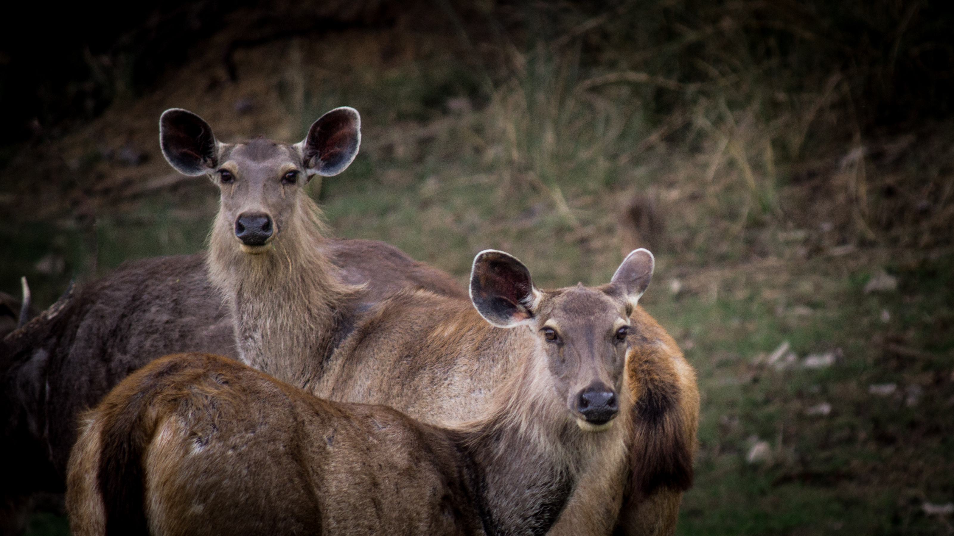 Young Stags @Satpura Tiger Reserve