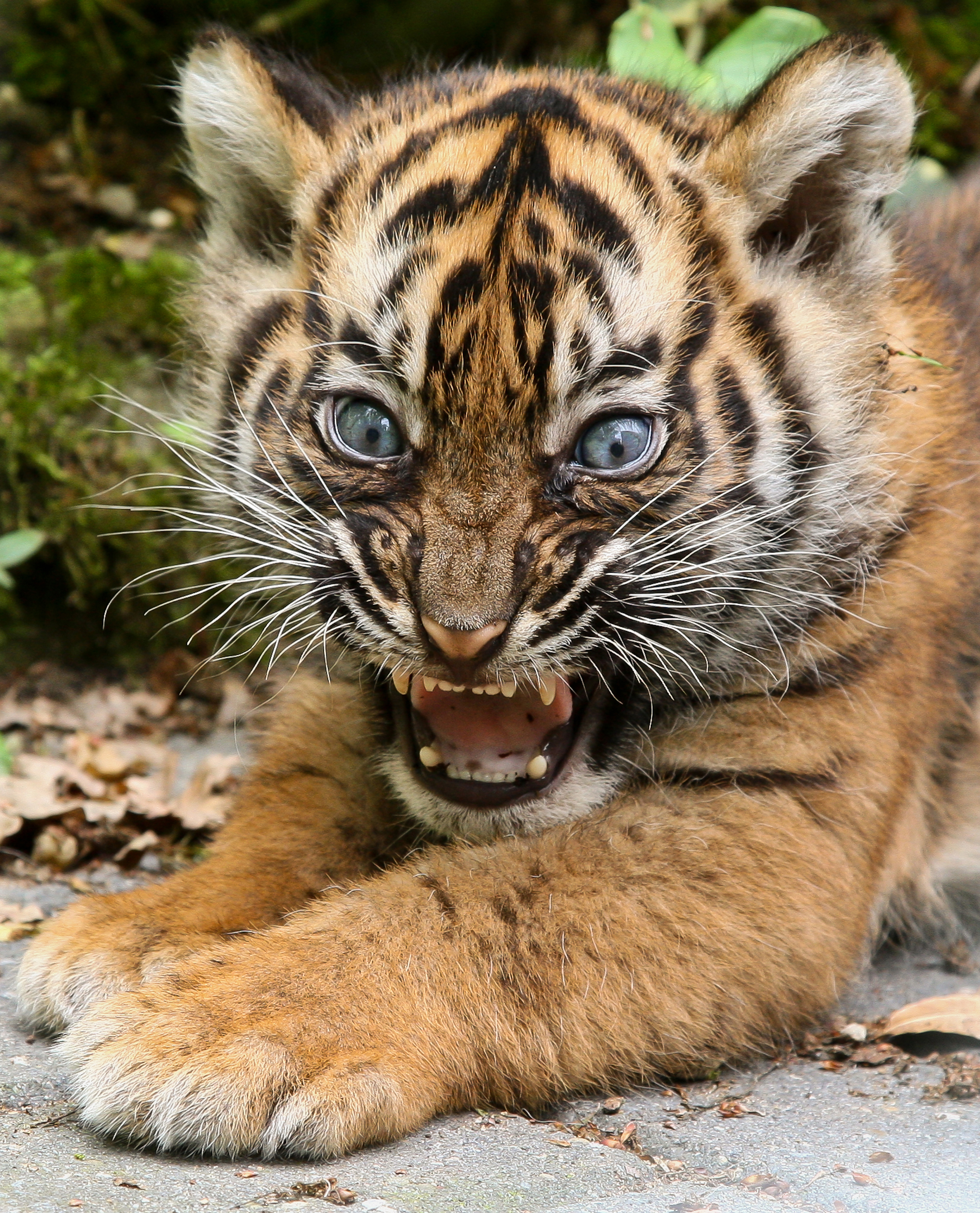 Young tiger cub at Burgers' Zoo Arnhem