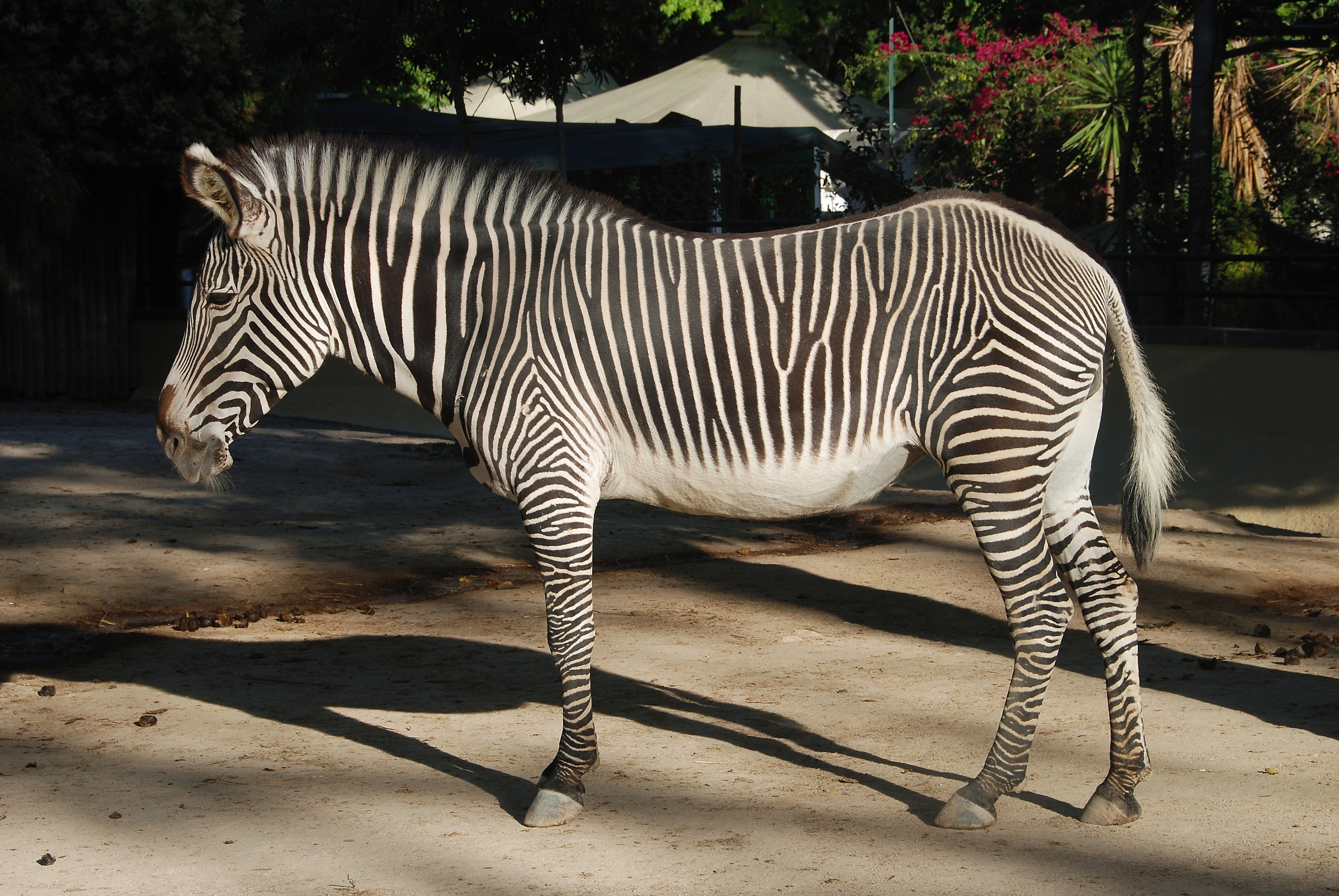 Zebra July 2008-3