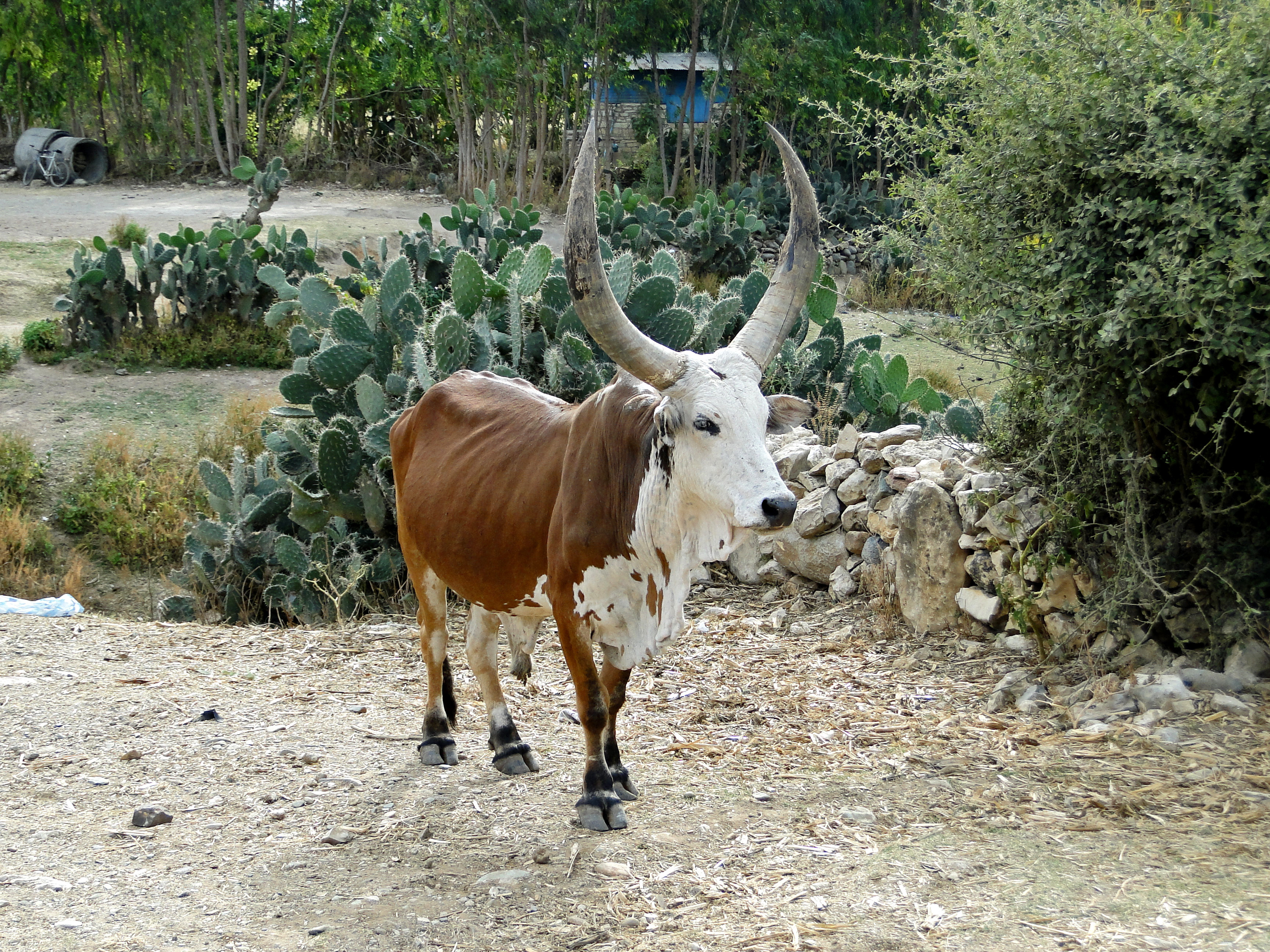 Zebu in Ethiopia 02