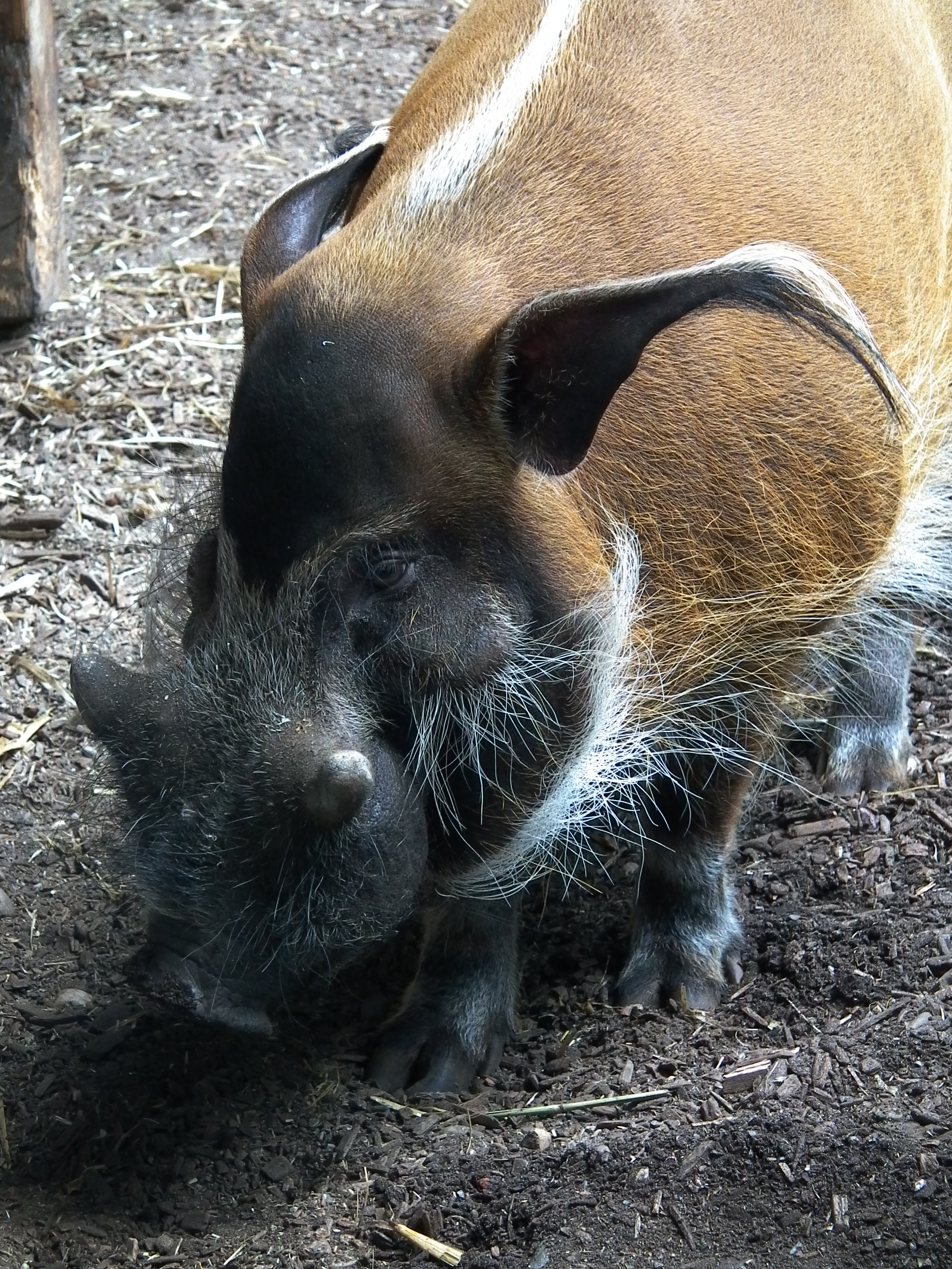 Zoo Landau Kopf männliches Pinselohrschwein