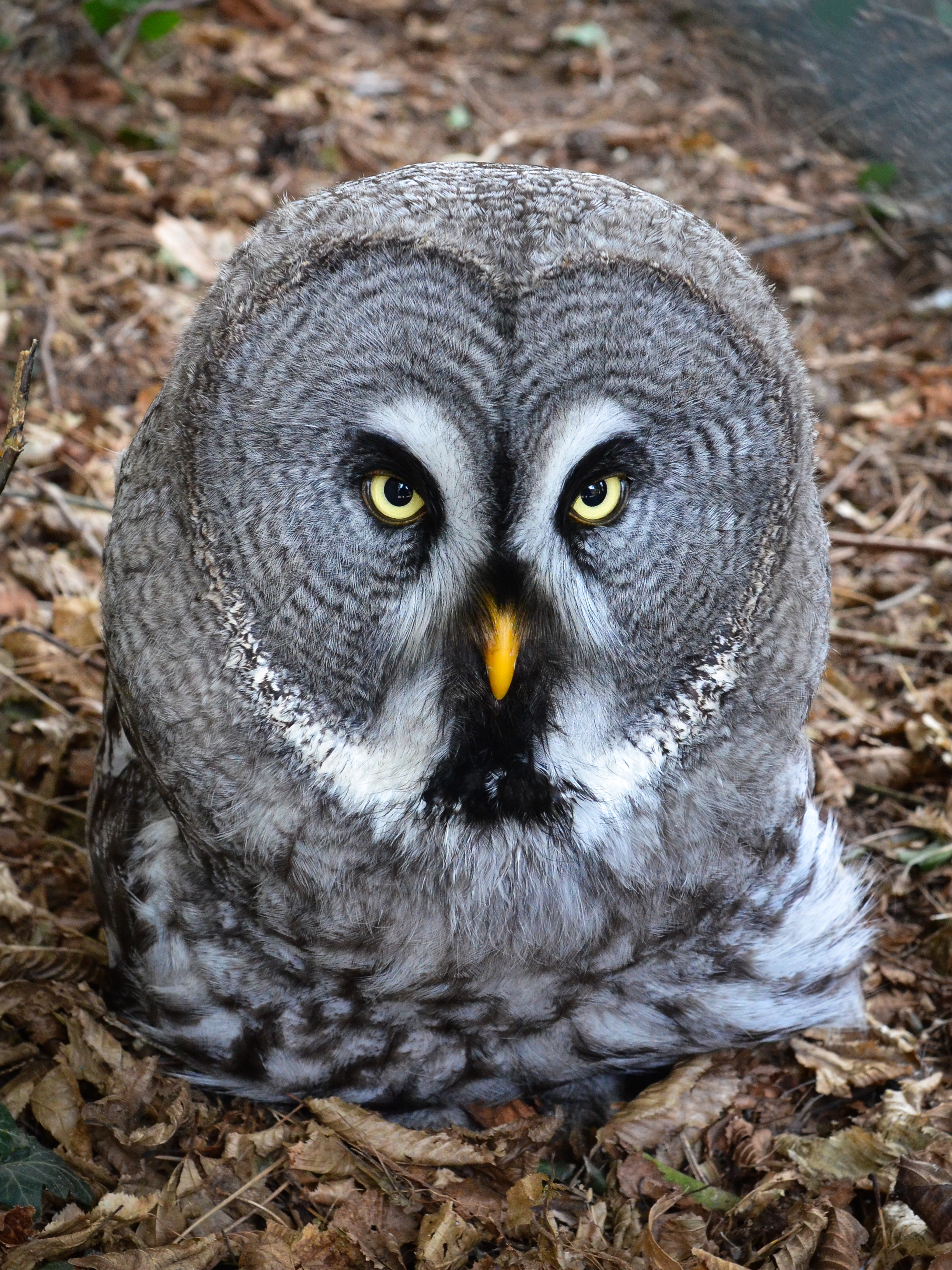 Bartkauz - Great Grey Owl (Strix nebulosa) - Weltvogelpark Walsrode 2012-004