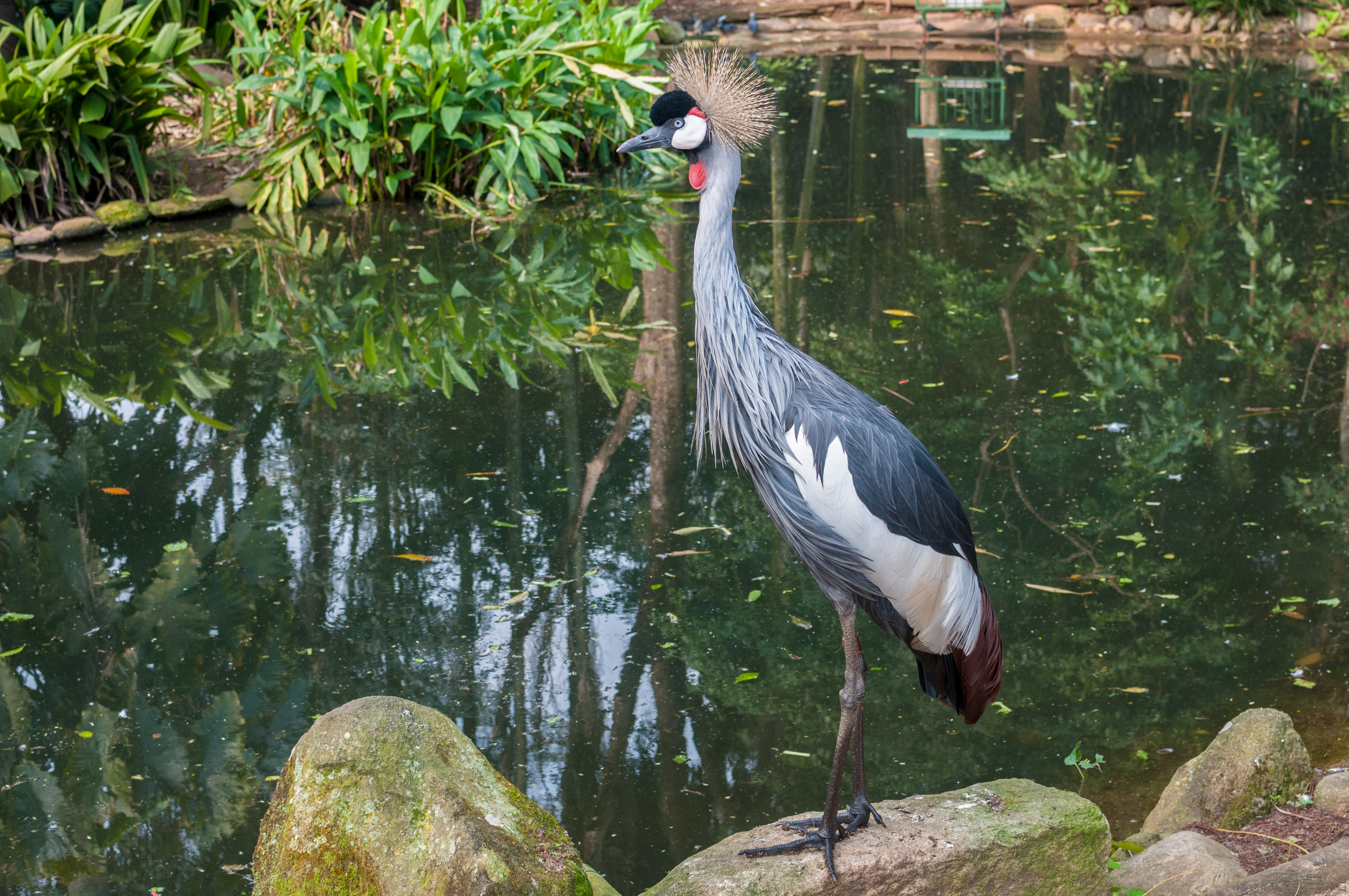 Bird in São Paulo Zoo