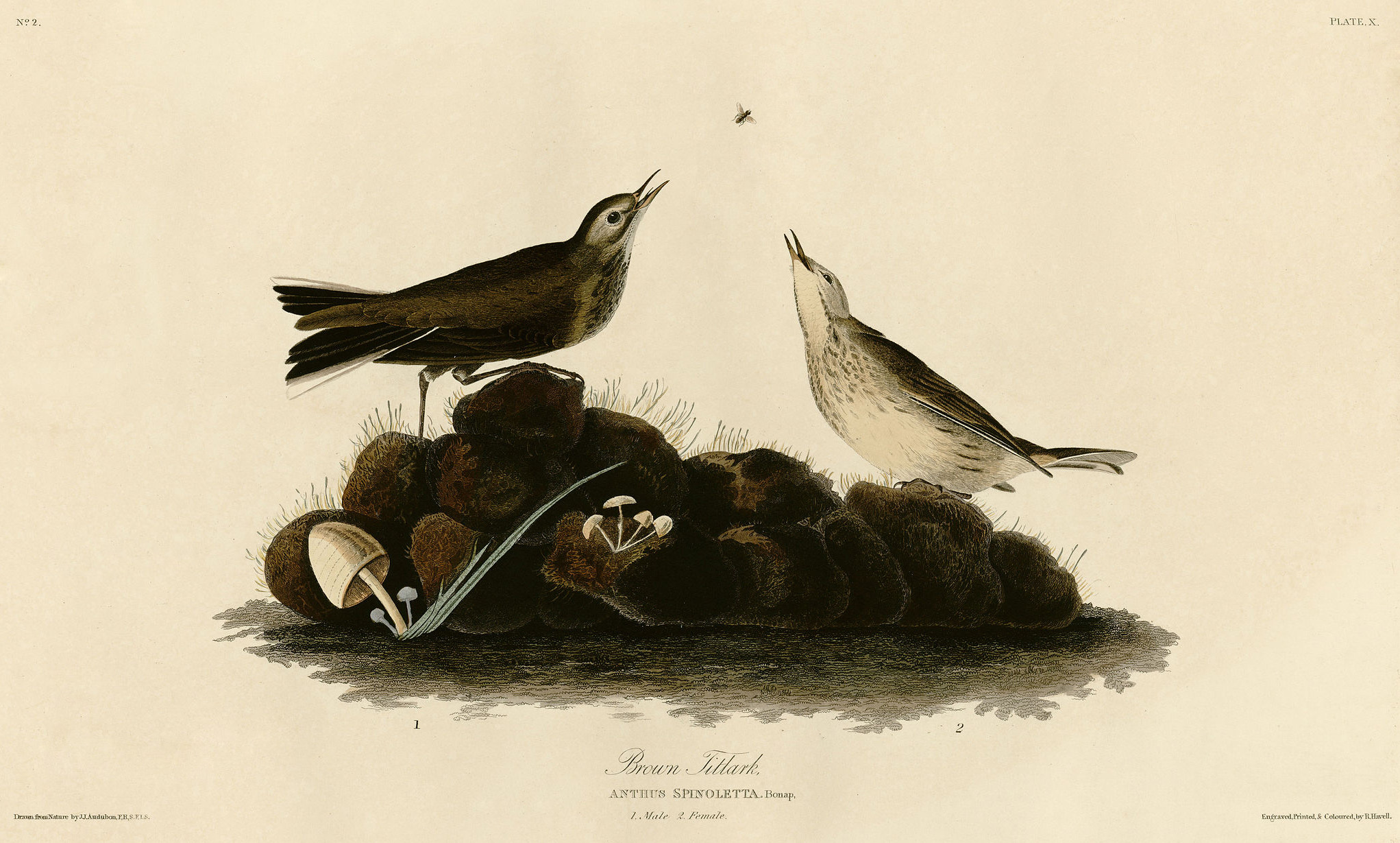 Brown Titlark (Audubon)