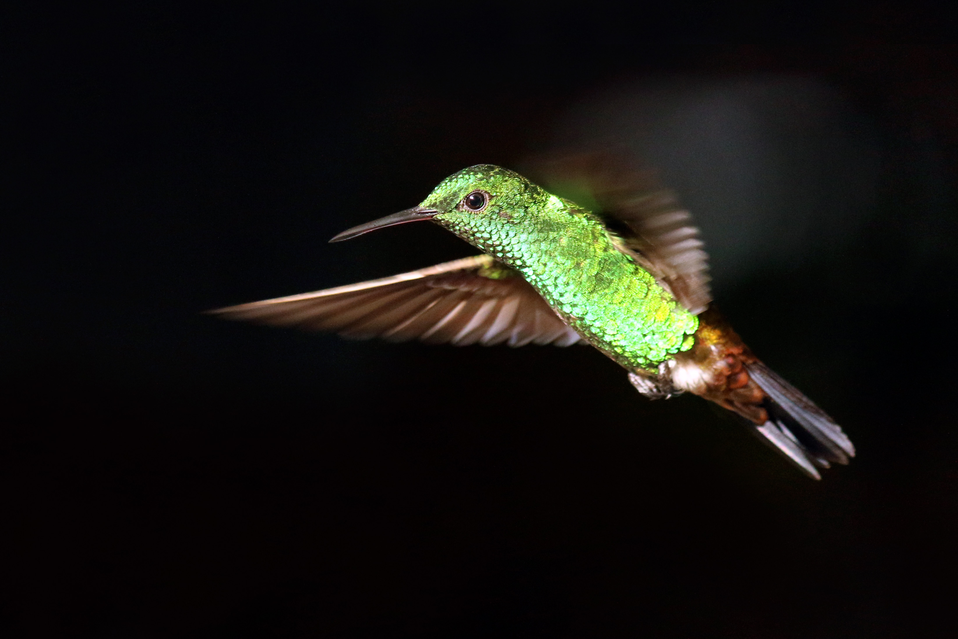 Copper-rumped hummingbird (Amazilia tobaci tobaci) in flight To