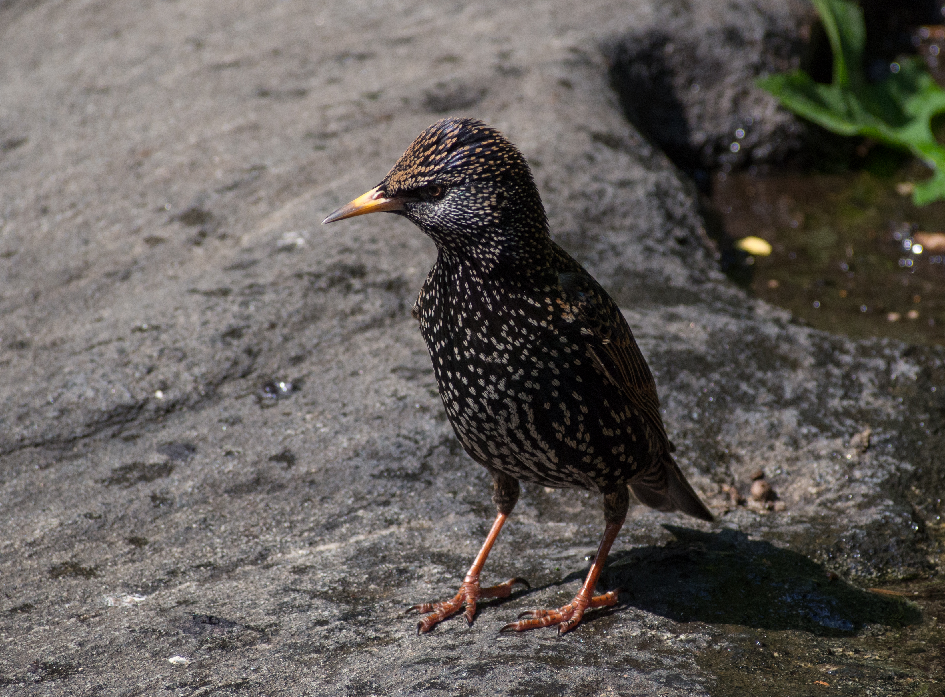 European starling in Central Park (81460)