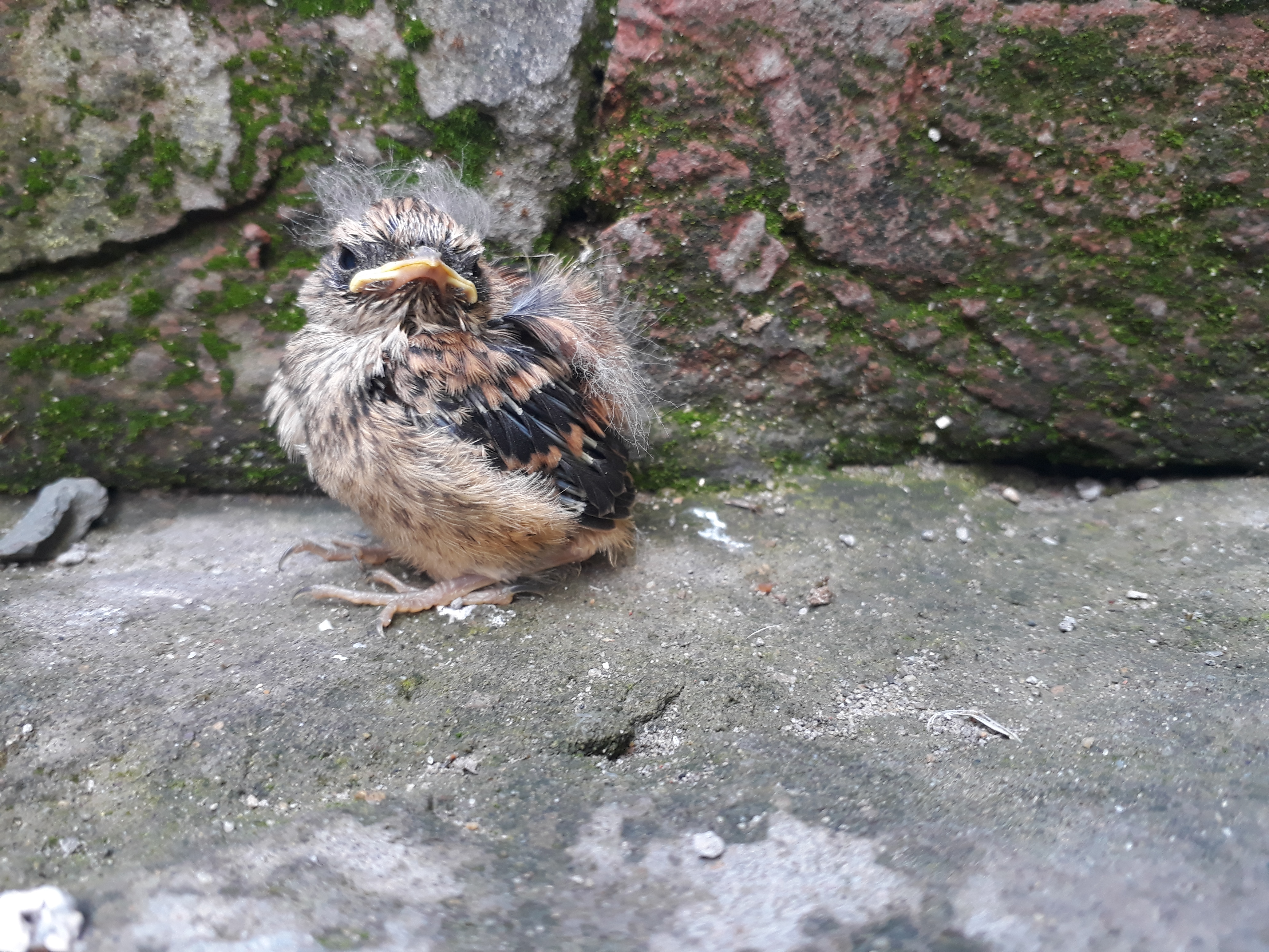 House sparrow just born
