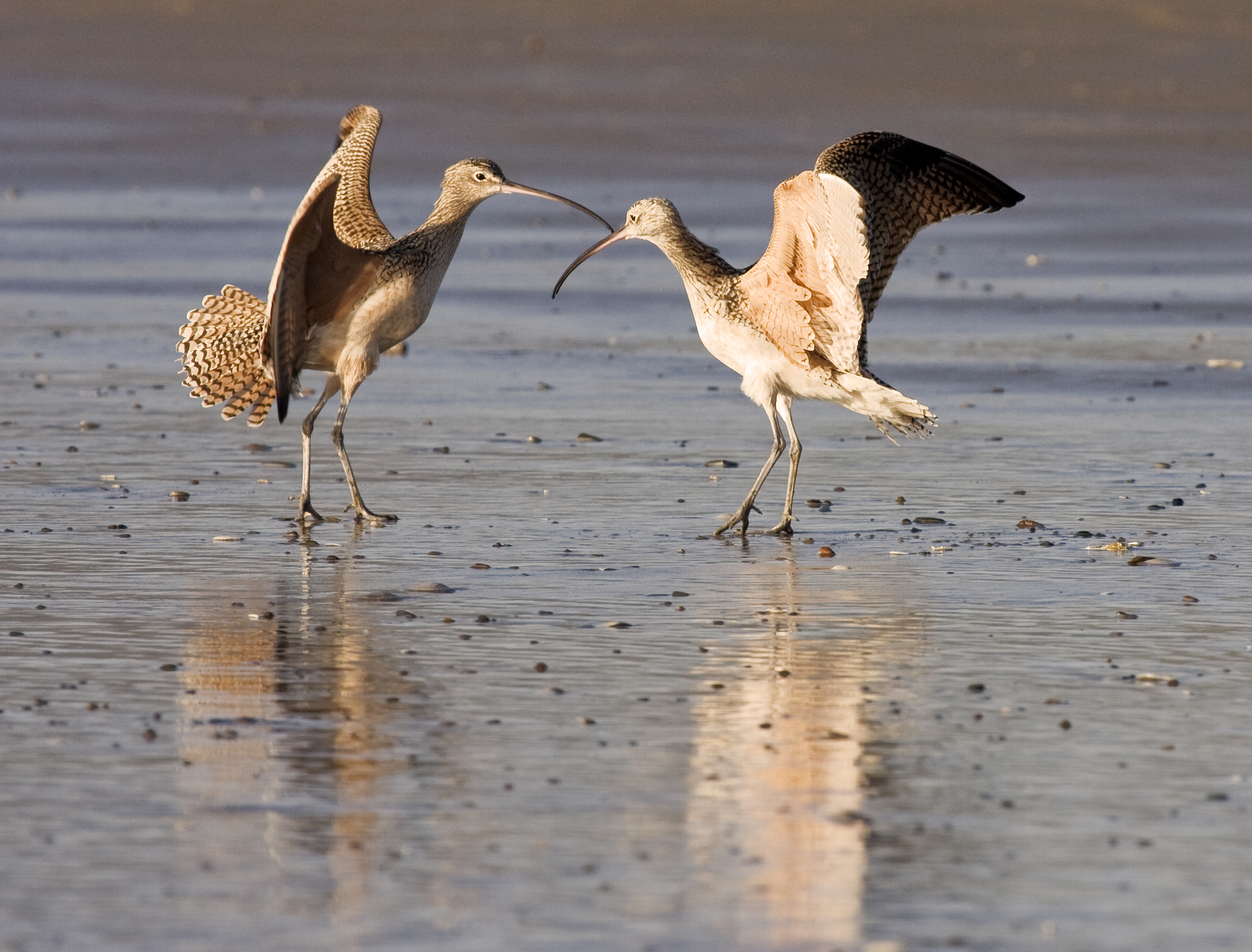 Long-billed Curlews courting