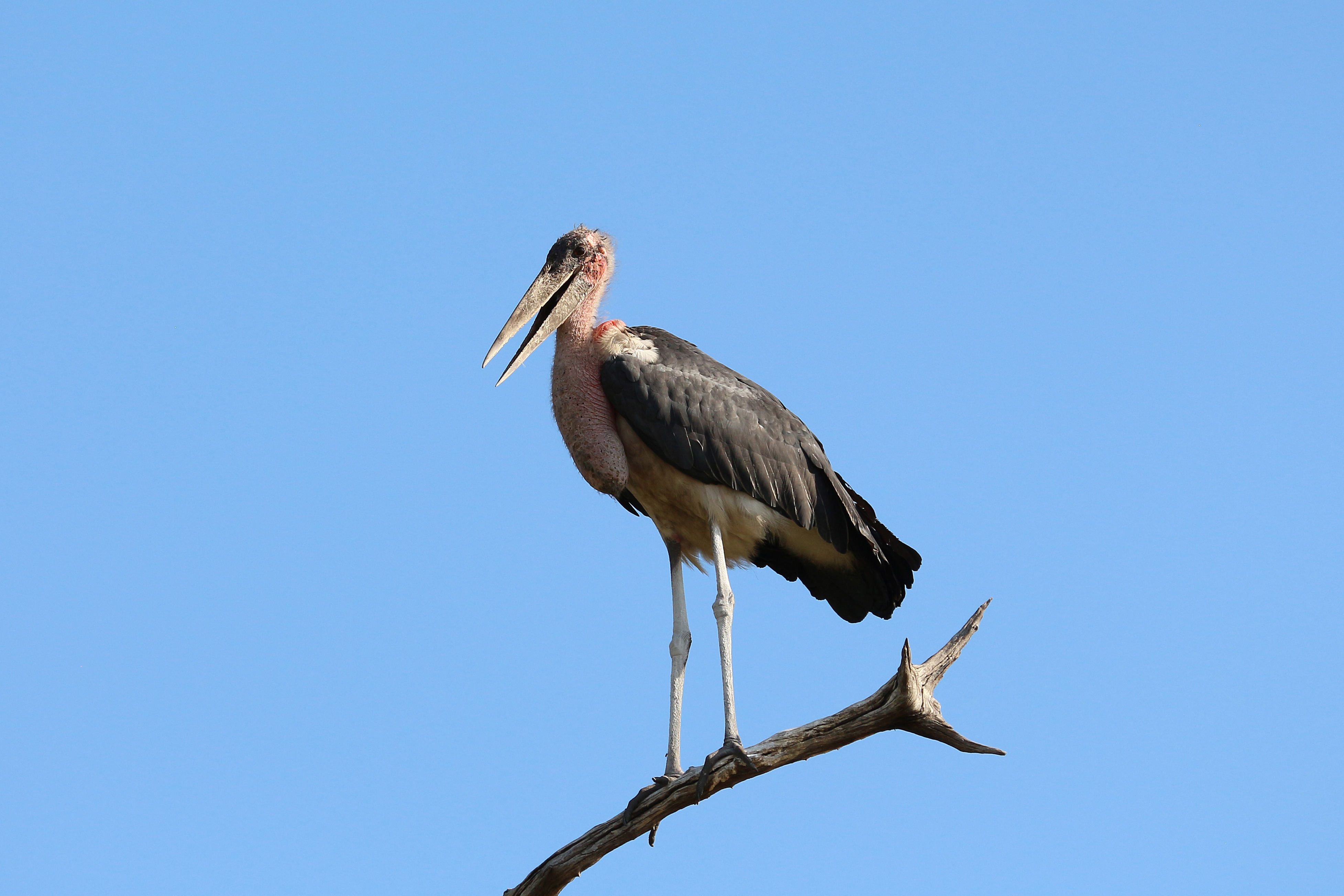 Marabou stork in Chobe National Park 01