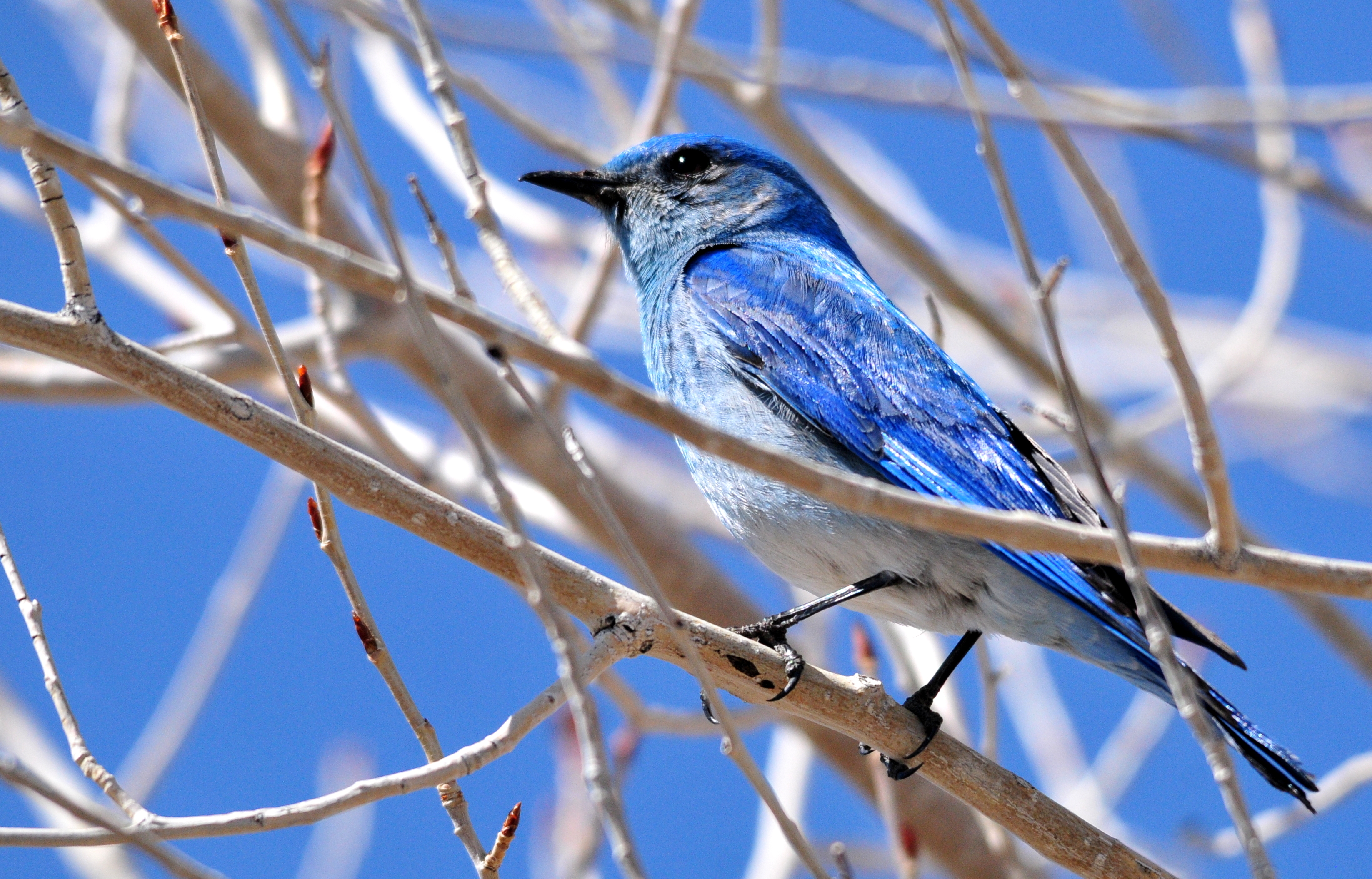Mountain Bluebird on Seedskadee National Wildlife Refuge (25692270014)