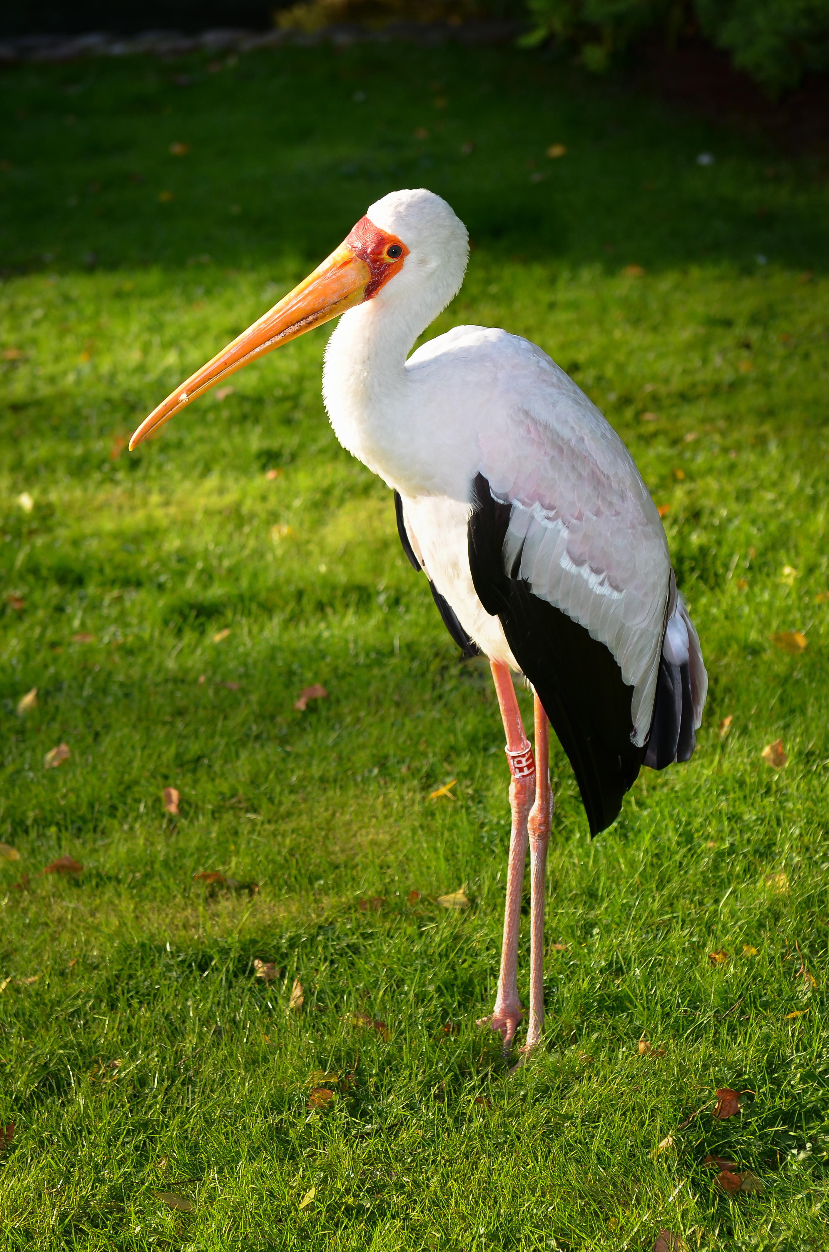 Nimmersatt (Mycteria ibis) - Weltvogelpark Walsrode 2011-02