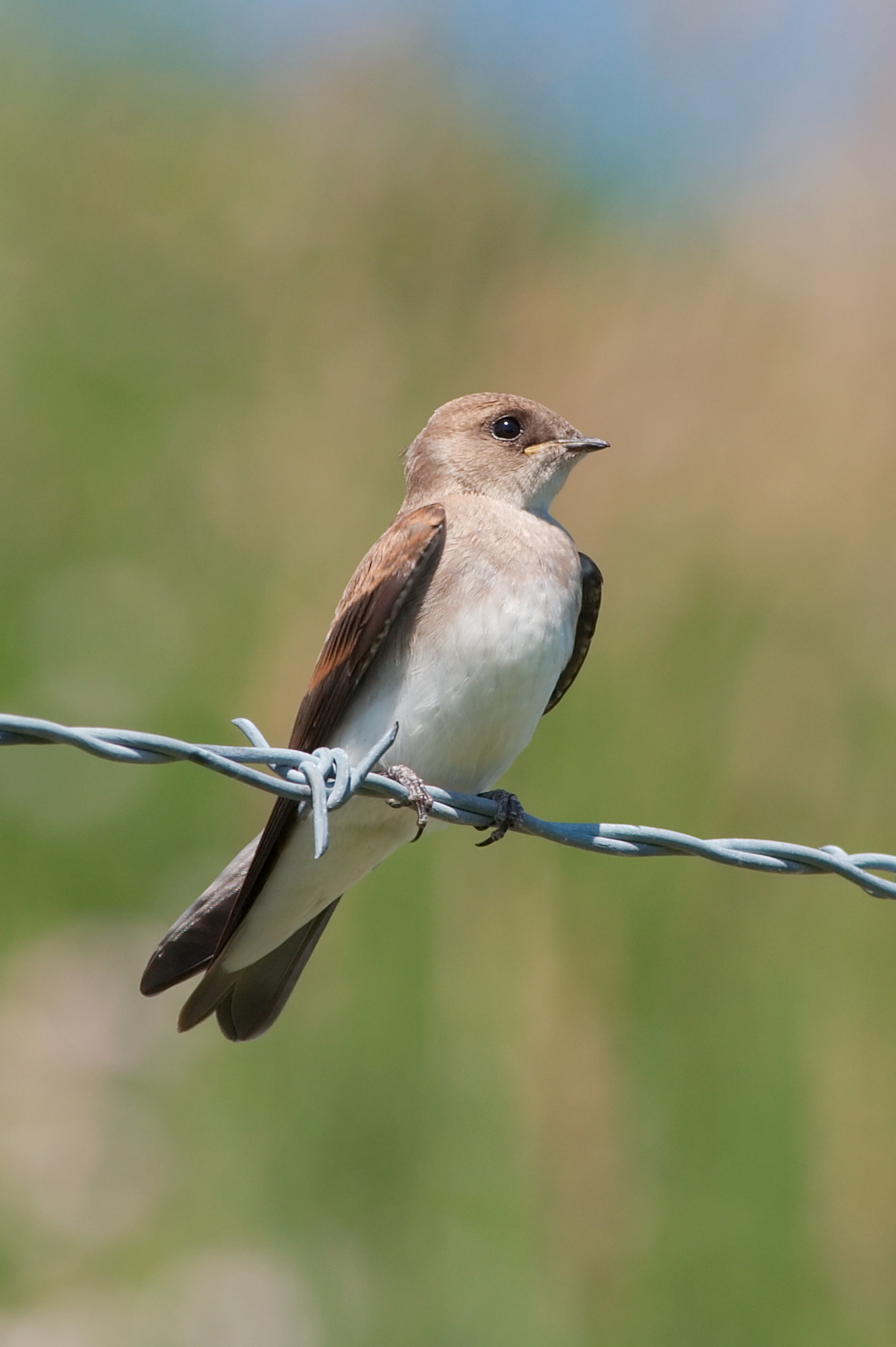 Northern rough-winged swallow 7435