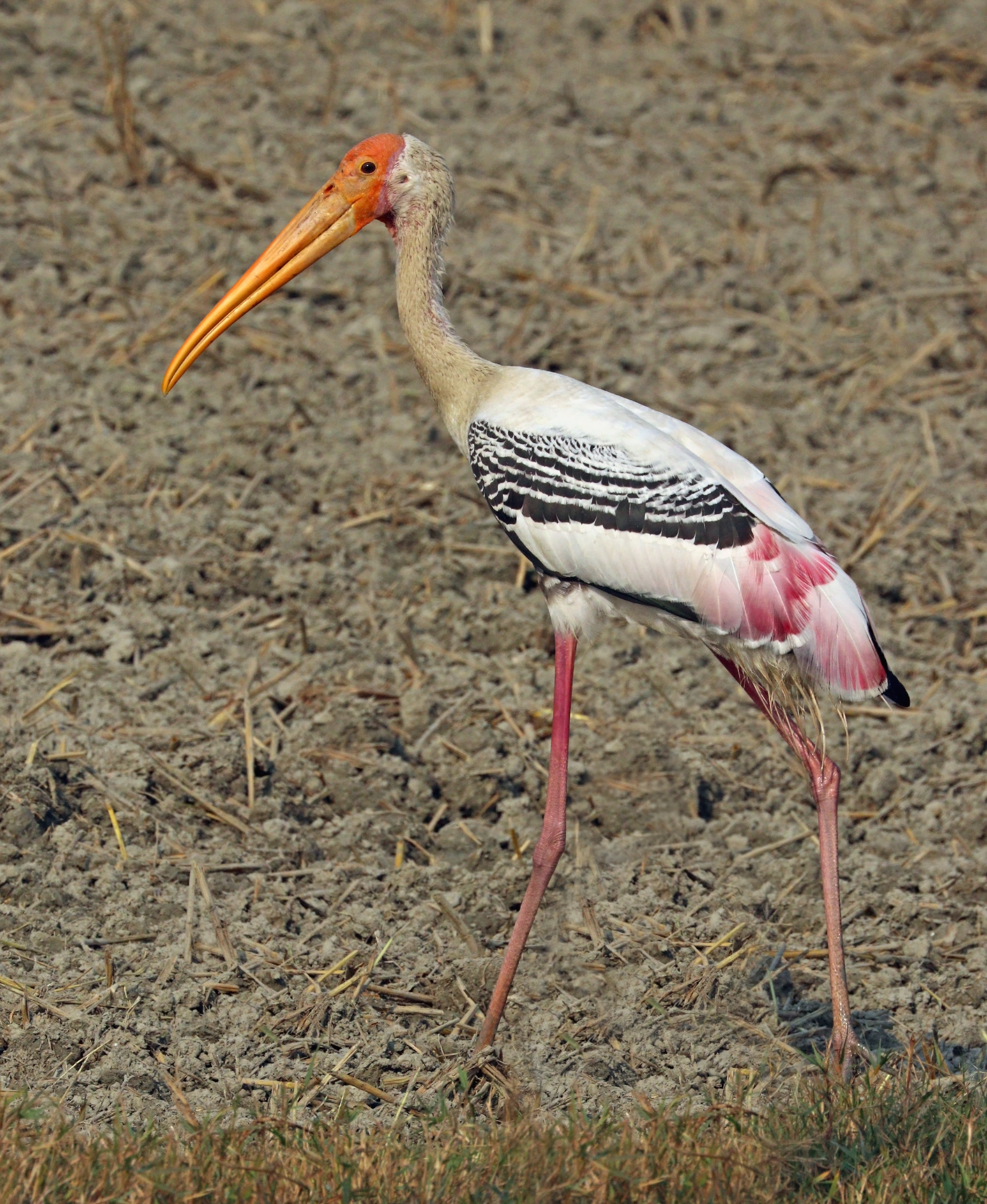 Painted stork (Mycteria Leucocephala) adult