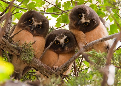 Three juvenile Northern Saw-whet Owls in Fossil, Oregon, USA.