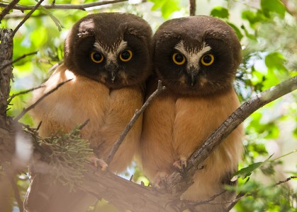 Two juvenile Northern Saw-whet Owls in Fossil, Oregon, USA.