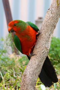 A juvenile male Australian King Parrot near Avoca Beach, New South Wales, Australia.