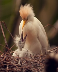 An adult Cattle Egret feeding a chick at their nest at Apenheul Primate Park, Apeldoorn, Netherlands.