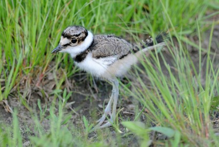 A juvenile Killdeer in Sandy Hook, New Jersey, USA.