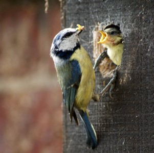 An adult Blue Tit feeding a chick in Norfolk, England.