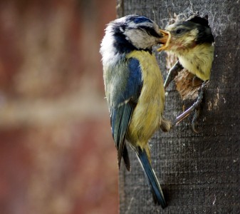 An adult Blue Tit feeding a chick in Norfolk, England.