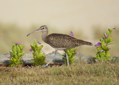 Whimbrel on Yas Island.