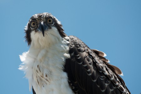 A juvenile Osprey perching in a tree on Sanibel Island, Florida, USA.