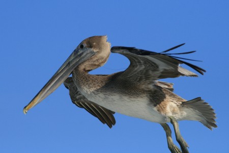 Brown pelican and fishing hook.