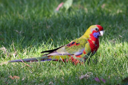 A juvenile Crimson Rosella at Lysterfield Park, Melbourne, Victoria, Australia.