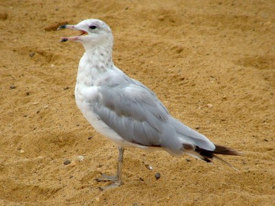 A ring-billed gull (Larus delawarensis) at the Sandy Point State Park beach, Annapolis, Md, USA.