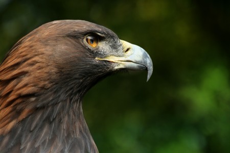 The Golden Eagle Aquila chrysaetos is one of the best known birds of prey in the Northern Hemisphere. Like all eagles, it belongs to the family Accipitridae.