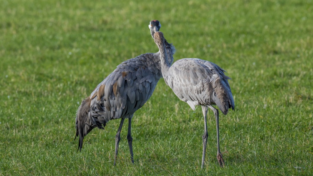 An adult and a juvenile crane (Grus grus)