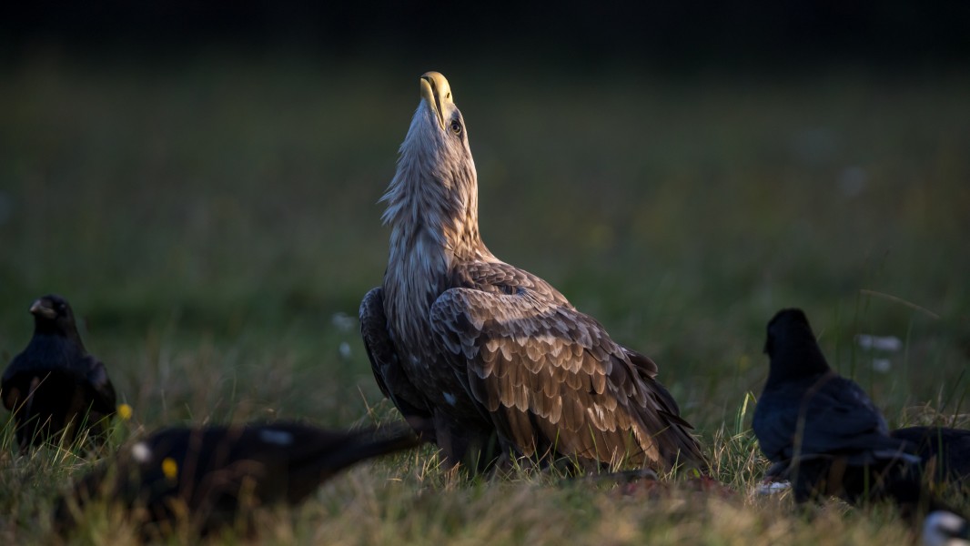 An adult white-tailed eagle (Haliaeetus albicilla) defending its prey