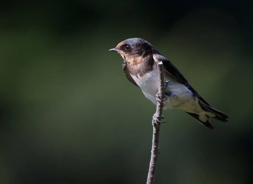 Barn swallow (young bird) at Tennōji Park in Osaka, June 2016 II