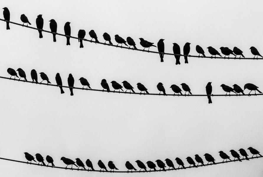 Birds on the wire - crop right