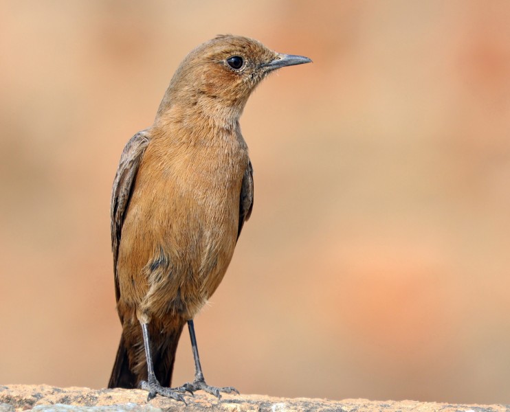 Brown rock chat (Oenanthe fusca)