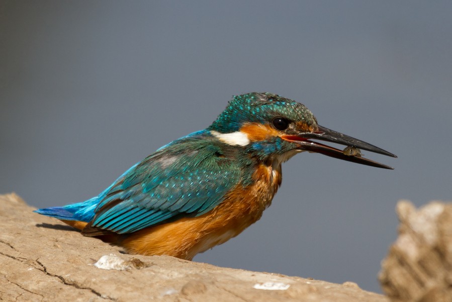 Common kingfisher (Alcedo atthis) with a fish