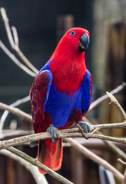 Eclectus parrot (Eclectus roratus) female, Gembira Loka Zoo, Yogyakarta, 2015-03-15 04