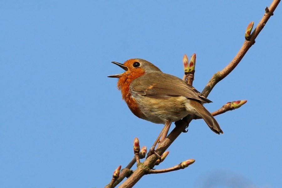 European robin (Erithacus rubecula) singing 2