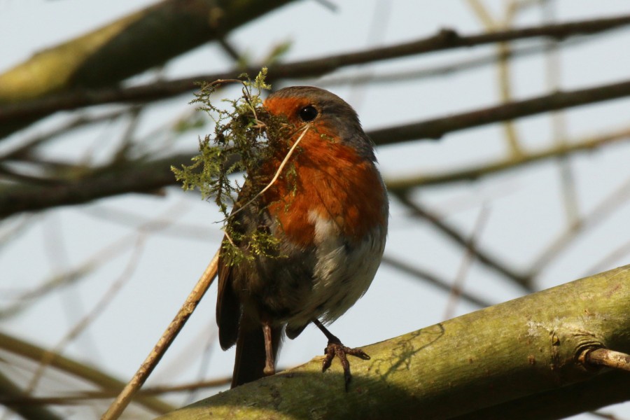 European robin (Erithacus rubecula) with nest material