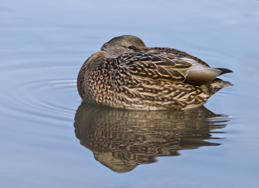 Female Mallard Duck Rest 3