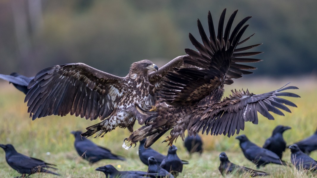 Fighting white-tailed eagles (Haliaeetus albicilla) (1)